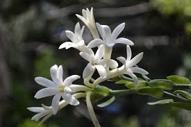 Most fragrant flowers in the philippines. Ryan Gainey S Fragrant Flowers Flower Magazine