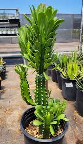 Image result for Euphorbia dedzana