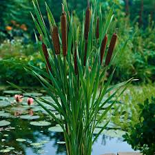 Plants for ponds with a marginal pond plant shelf sent rooted in mesh baskets & aquatic soil. Lesser Bulrush Typha Angustifolia Brown Marsh Plant Water Plant Water Plants Plants Pond Plants