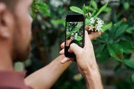 • get outside and point the. The 3 Best Free Plant Identification Apps Of 2020 For Dayton Gardeners Stockslagers Greenhouse Garden Center