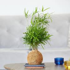 Image result for Asparagus falcatus