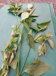 Image result for Dicliptera verticillata