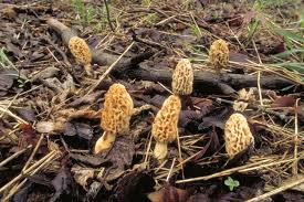 morels mdc discover nature