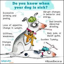 Individuals who understand what a healthy pet functions, feels, and has the aroma of can place variations in behavior and physiques and see whether a visit to the vet is. How To Tell If Your Dog Is Sick Coolguides