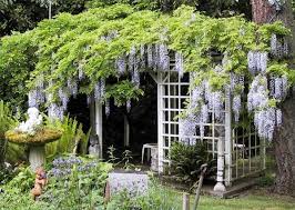 At my previous home i planted a wisteria and climbing rose to grow over a heavy duty. How To Build A Trellis Of Wisteria Homesteady
