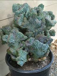 Image result for Myrtillocactus geometrizans