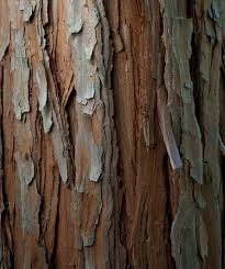 Cedar Bark Cedar Trees Tree Bark Texture Cedarwood