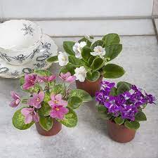 Each variety as it is develped will be named in the southern belle tradition. Miniature African Violet Collection Saintpaulia Hybrids