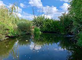 Watching The Evening Sun Settle On The Pond Pond Ponds Pondlife Gardenpond Saveourplanet W Small Garden Fish Ponds Garden Pond Design Fish Ponds Backyard