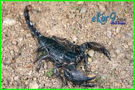 8 Hewan Purba Yang Masih Hidup Di Dunia Sampai Sekarang Dunia Fauna Hewan Binatang Tumbuhan Dunia Fauna Hewan Binatang Tumbuhan
