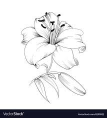 Black And White Lily Clipart Free Blooming Lily Vector Image On Vectorstock Flower Line Drawings Lilies Drawing Flower Drawing