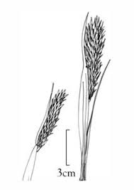 Image result for Leptochloa coerulescens