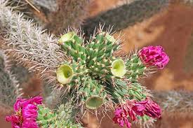 While you can fertilize succulents as often as once a month, especially if you're using manure tea, they will generally do just fine with one fertilizing each year in the spring. Stunning Succulents Fertilizing Your Drought Tolerant Plants Epic Gardening