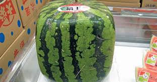 To attract more customers, having one of these in the display window really. No Square Watermelons For Sa