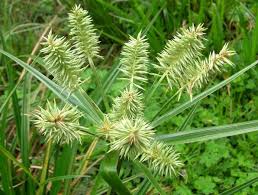 Image result for Eragrostis mildbraedii