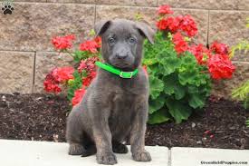 Check spelling or type a new query. Dutch Shepherd Puppies For Sale Greenfield Puppies