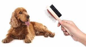 The cocker spaniel is a sporting breed and should maintain good muscle tone, although the breed is not one that needs a lot of exercise for the purpose of discharging an abundance of energy. Best Brush For Cocker Spaniels Keep Him Looking His Best