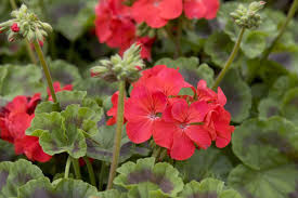 Image result for Pelargonium