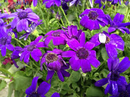 Image result for Cineraria