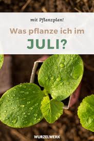 Aussaat Pflanzen Im Juli Pdf Pflanzplan Wurzelwerk Pflanzplan Pflanzen Garten Pflanzen