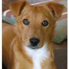 This is an addition of the drawing series that tought drawing cartoon dog and head in earlier lesions. Draw A Dog From A Photograph