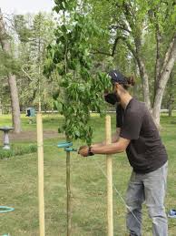 Very hardy and faster growing in the nursery than cultivars, this linden sports deep green, glossy foliage through the summer months. Plant Trees Please Winnipeg Free Press Homes