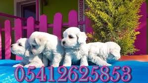 Maltes Terrier Ozellikleri Labrador Retrievers Kopek