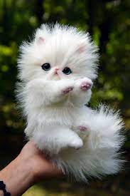 Persian Kitten And Fantasy Cats Toy By Monkeybusinesstoys Cute Stuffed Animals Cute Animals Cute Baby Animals