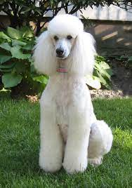 Maybe you would like to learn more about one of these? Standard Poodle Puppies Poodle Puppy Standard Poodle Poodle Grooming