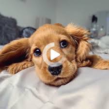 All Things About Family Dogs Are Family Where Your Dogs Come First In 2020 Monday Morning Monday Cocker Spaniel
