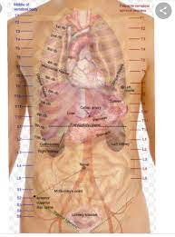 Your rib cage consists of 24 ribs — 12 on the right and 12 on the left side of your body. What Are Some Characteristics Of The Organs Under The Left Side Of The Rib Cage Quora