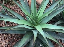 Image result for Aloe lutescens