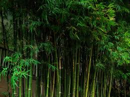 If you are a fan of flashy foliage, then this is the plant for you. 14 Highly Attractive Privacy Plants That Can Keep The Nosy Neighbors Away