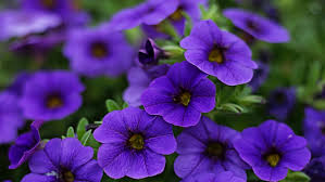 Check spelling or type a new query. 20 Ragam Bunga Hias Untuk Mempercantik Rumah Rumah Com