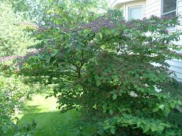 Cornus Alternifolia Prune Up Slightly And Accentuate Horizontal Open Branching Structure Purple Black Pagoda Dogwood English Cottage Garden Native Garden
