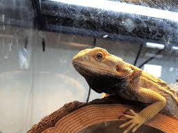 Discharge from nose or mouth What Does It Mean When A Bearded Dragon Turns Black