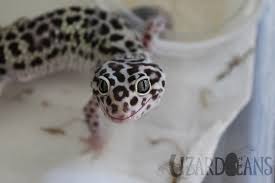 When you awake your healthy sleeping leo by touching him or provoking him with some food, he will become alert and interested almost immediately. Lizard Beans What Is A Leopard Geckos Normal Behavior