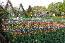 In britzer garten hoef je ook niet bang te zijn dat je in glas of hondenpoep gaat zitten, want het is allemaal afgelopen weekend kwam ik speciaal naar britzer garten voor tulipan, het jaarlijkse. Lichtenrade Berlin De Tulipan Im Britzer Garten Hat Eroffnet
