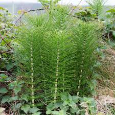Image result for Equisetum ramosissimum