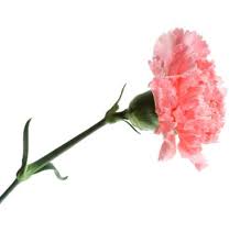 We did not find results for: When Do Carnations Bloom In The Spring