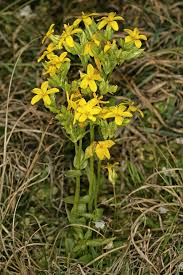 Image result for Sebaea pentandra