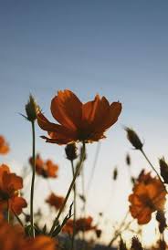 A few bouquet examples are at the bottom and so… Hd Flowers Wallpaper Cellularnews