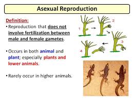 Image result for asexual animals