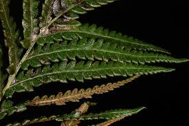 Image result for Cyclosorus interruptus