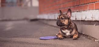 Check out our puppy availability when you adopt a puppy from austin french bulldogs, you will have peace of mind of knowing that they have been given high quality food, have a. French Bulldog Puppies For Sale In Austin Texas