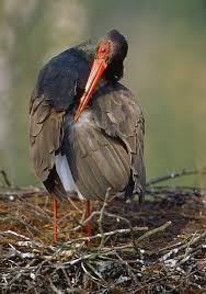 Hallo, lilly ist sehr beweglich, sie putzt sich und macht alles wie immer. Die Burzeldruse Forum Fur Naturfotografen