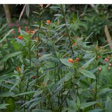 Image result for Pachycarpus concolor