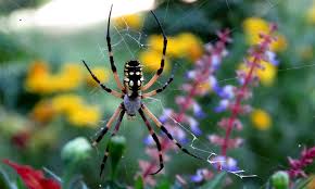These are small barbed hairs that cause minor irritation. How Long Do Spiders Live Carolina Country