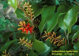 Image result for Helixanthera