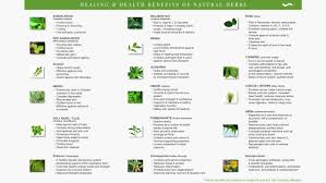 unmistakable herb picture chart medicinal herb chart want to